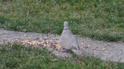 Turtledove eating grain for the birds in the yard.