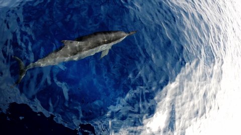 A beautiful Dolphin swimming right below the ocean surface - top view
