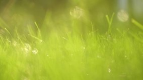 Beautiful natural abstract green blurry bokeh video background of low angle view shoot of sunny fresh green grass growing outdoors in park. Soft sunshine transparenting through leaves of plants.