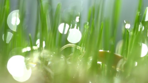 Fresh green grass with dew drops clips, dew drops on green grass footage, rain drops on green grass video. Сloseup rotation