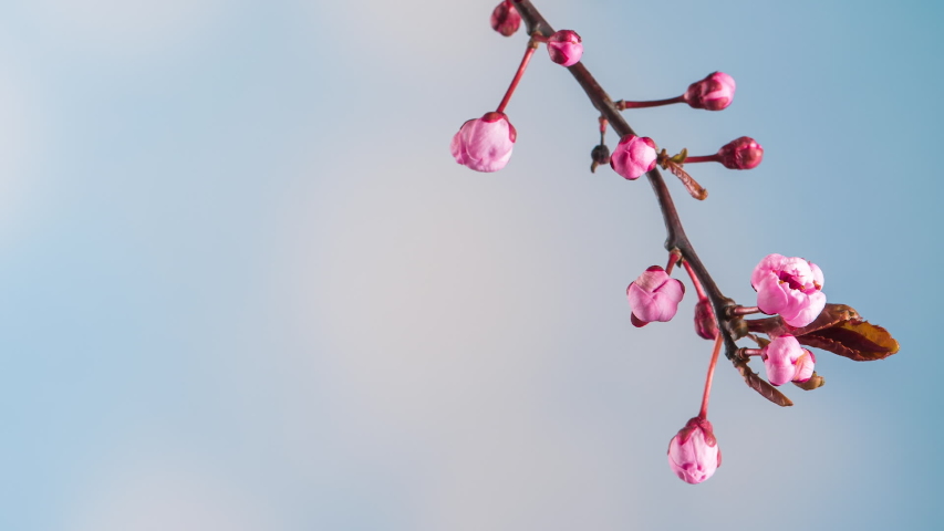 Time Lapse of blossoming branch with pink Cherry blossom flowers. Time-lapse spring tree branch with flowers and buds, against blue sky background. Stick tree branch springtime. Royalty-Free Stock Footage #1054354310
