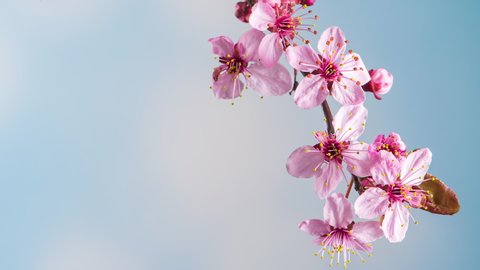 Time Lapse of blossoming branch with pink Cherry blossom flowers. Time-lapse spring tree branch with flowers and buds, against blue sky background. Stick tree branch springtime.