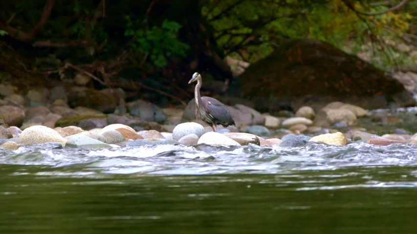 Great blue heron standing in river to fish for salmon