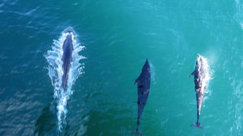 Three right-whale dolphins swim beneath boat