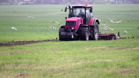 A tractor with a cultivator loosens the soil and destroys weeds, preparing the field for planting. Many birds fly close to the work tool Assembly and collect the food. The concept of agribusiness