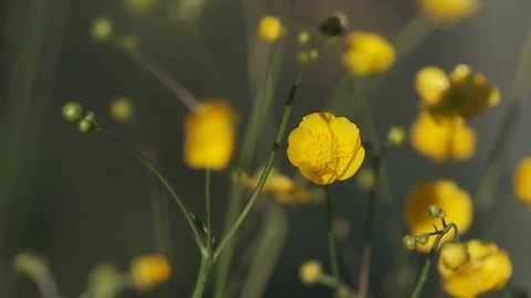 Yellow buttercup flowers on the meadow swaying in the wind. Deep gray blurred background.