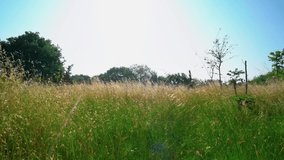 Beautiful barley and oat field with cereal plant growing and the wind blows them - wide angle shot