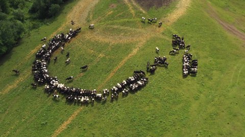 Taken from a drone as cows sit in a circle. Russia, Bashkortostan