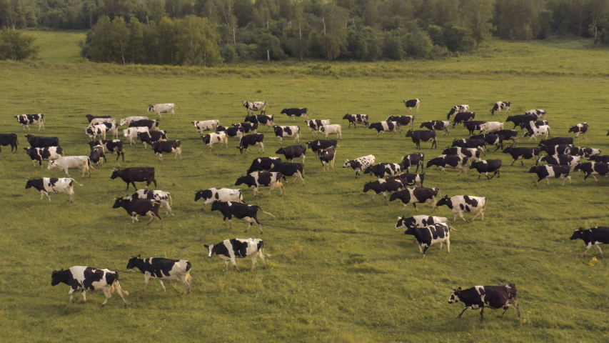 Taken from a drone, as cows graze in a field. Russia, Bashkortostan Royalty-Free Stock Footage #1054356878