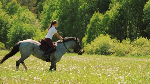 Young woman riding gray horse in field with wildflowers and dandelions at summer sunny day. Horse with rider galloping near forest, equestrian training outdoors, at nature.