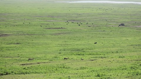 Safari cars and wild animals running through crater meadows in Ngorongoro, Tanzania