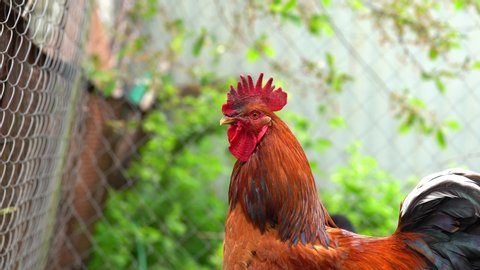 Close up of adult rooster in paddock. Portrait of stately cock outdoor.