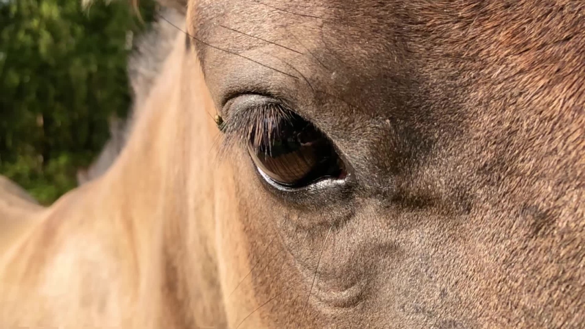 Slow motion of Close up view of the eye of a beautiful brown horse | Shutterstock HD Video #1054361345