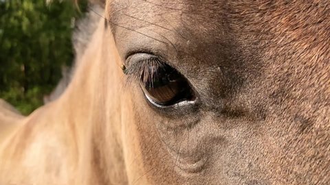 Slow motion of Close up view of the eye of a beautiful brown horse
