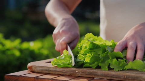 A woman cuts a salad against the background of her small vegetable garden with herbs