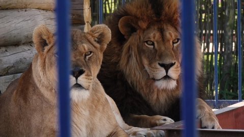 lion and lioness are in a cage together