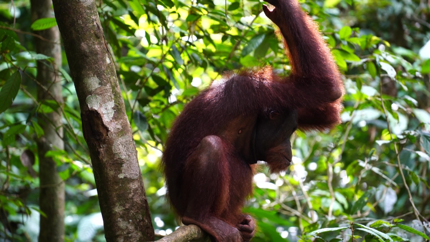 Orangutan image - Free stock photo - Public Domain photo - CC0 Images