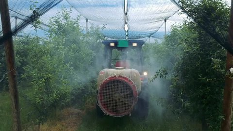 Tractor Sprays Pesticides in Apple Orchard Covered with Hail Protection Netting. Farmer Driving Tractor Through Orchard in Springtime.