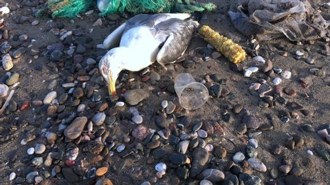 Seagull died due to environmental pollution 