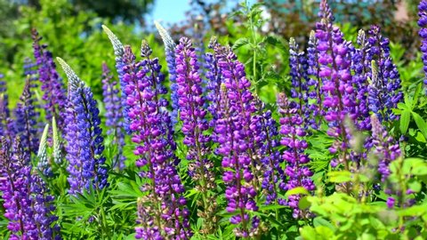 Field of purple and pink lupines on a bright summer day: blooming in the wild, summer colors, flowers swaying in the wind