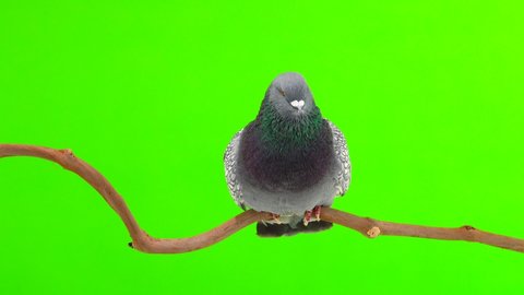polish lynx dove sits on a tree branch, isolated on green screen