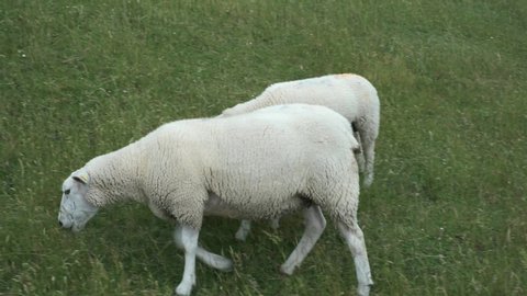 A sheep with two lambs grazing on the dike in Butjadingen / Germany on the North Sea