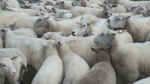 Close-up of a herd of lambs