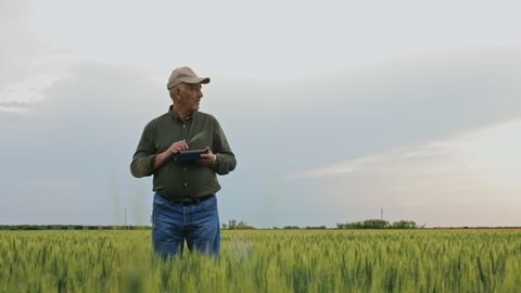 Senior farmer standing in wheat field holding tablet in his hands and examining crop.