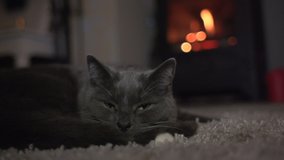 Pet cat sleeping or dozing in front of the fire. The Grey kitty is dropping off asleep. Stock Video Clip Footage. Slow Motion