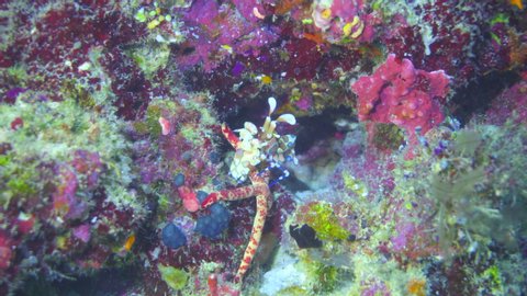 Harlequin shrimp eating a sea star