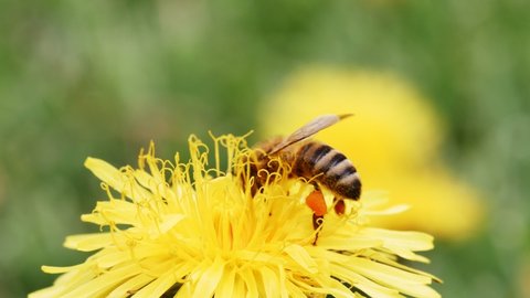 A bee collects pollen from a dandelion. Yellow flower.