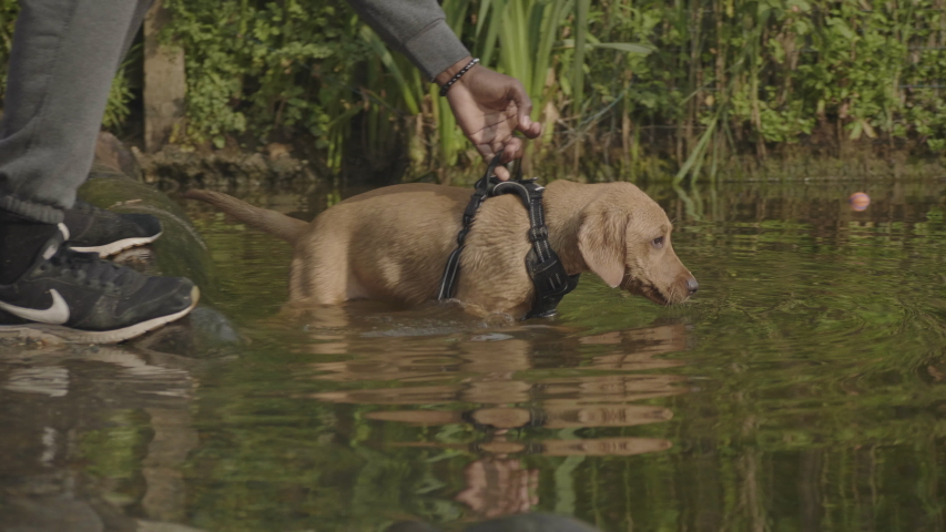 Sandy Coloured Dog runs out of pond and plays with a stick in his mouth.  Royalty-Free Stock Footage #1054372328