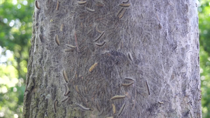 macro closeup of white nest of oak processionary caterpillars Thaumetopoea processionea on a infested  tree, poisonous hairs are dangerous for human skin and lungs causing rash, irritation and asthma