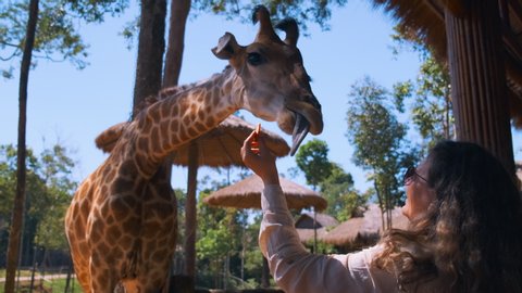 woman is feeding giraffe in zoo park, visiting of nature park