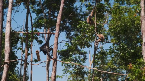 Spider monkey and white-cheeked gibbons on the trees