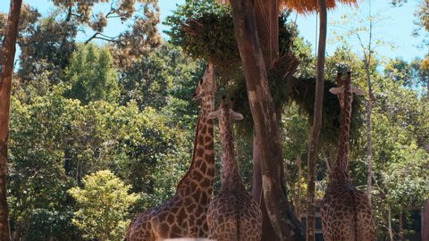 Three giraffes eating in the zoo. Bunches of green branches hanging from the trees