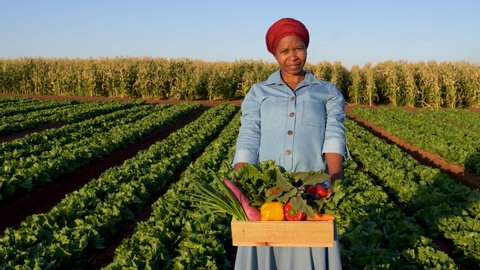 Close-up panning view of a Black African female farmer standing in a vegetable field holding a box of beautiful freshly picked vegetables 