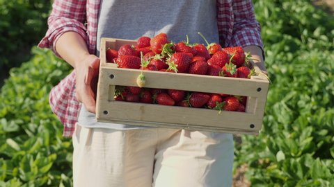Front view close-up woman carries a full wooden box of ripe strawberries harvested on the field, slow-motion shot