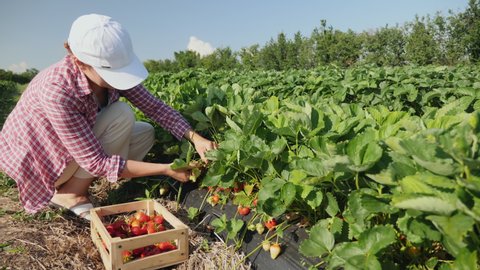 Farmer girl picks a crop of red juicy strawberries on the field