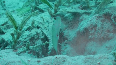 Symbiosis between Prawn goby and Shrimp. Ninebar prawn goby, Luther's prawn-goby or Eightbar goby (Cryptocentrus cryptocentrus) and Djeddah Snapping Shrimp (Djeddah Snapping Shrimp)