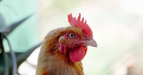 head of a domestic chicken close up