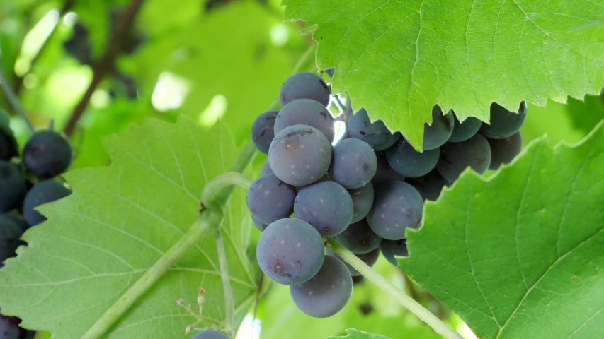 Purple Grapes on the Vine image - Free stock photo - Public Domain ...