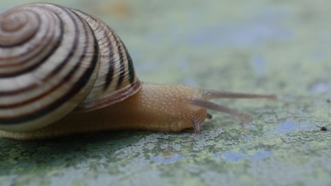 Garden snail with antennae crawls on green surface. Slow animal speed