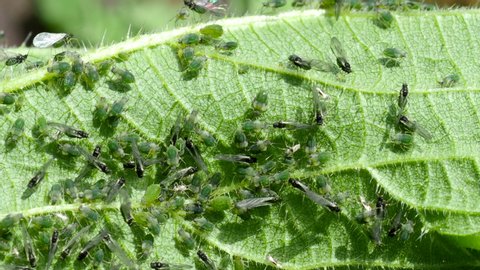 Closeup of Aphid colony - Hemiptera: Aphididae - on nettle leaf in 4K VIDEO. Macro footage of insect pests - plant lice, greenfly, blackfly or whitefly - sucking juice from plant.