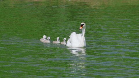a family of white swans swims on the lake, adult swans and chicks, beautiful white birds