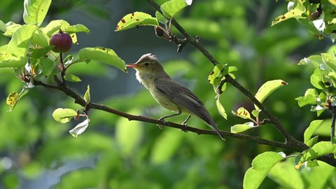 Singing bird. The icterine warbler bird, (Hippolais icterina) is an Old World warbler in the tree warbler genus Hippolais.