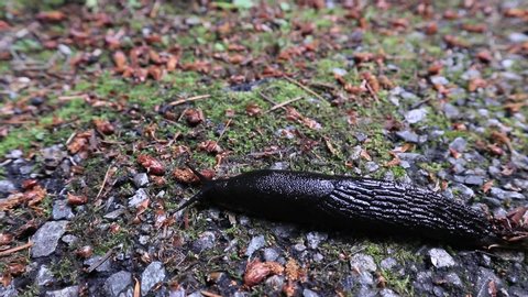 black slug crawling on ground