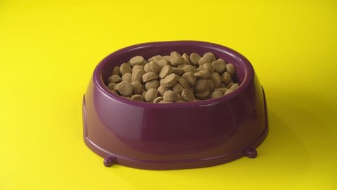 Close-up dog eats dry food from bowl