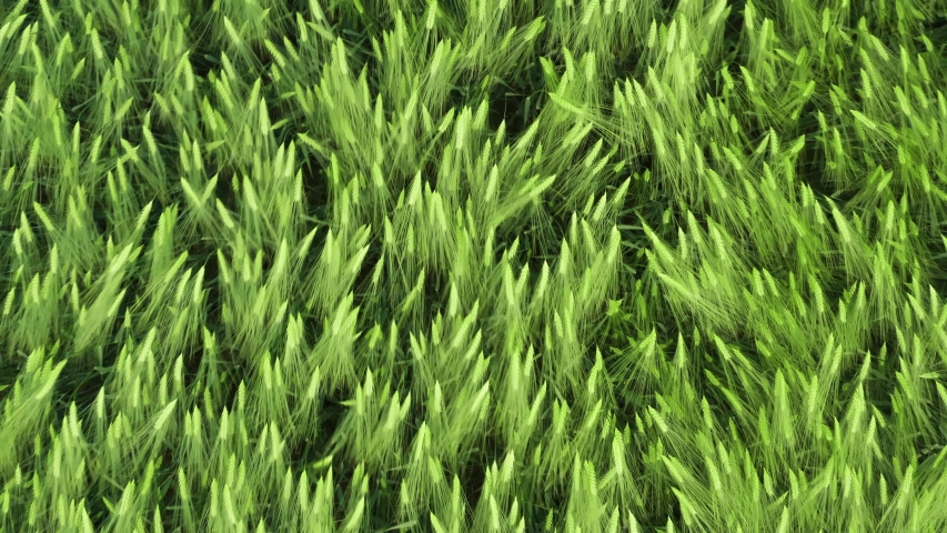 Close-up aerial top down drone flies over green wheat corn. Cereal land, agricultural industry. Natural texture in motion, lush wheat spikelets waving in wind. Harvest organic cultivate in field Royalty-Free Stock Footage #1054388813