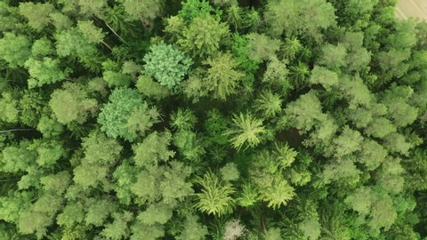 Top down view mixed forest, woodland aerial. Drone flies over treetops conifers, cloudy day in natural park. Green moss, grass and plants. Zoom out and spin above colorful texture in nature
